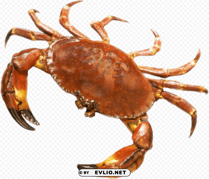 crab Isolated Artwork in HighResolution PNG