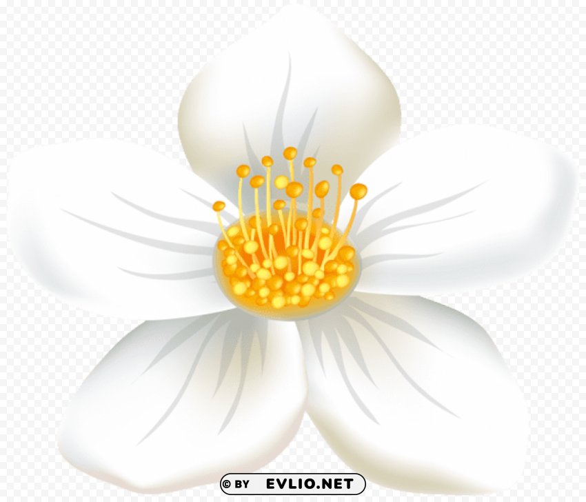 Flower White PNG Transparent Vectors