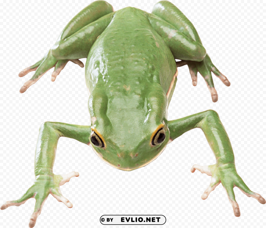 frog Isolated PNG Item in HighResolution