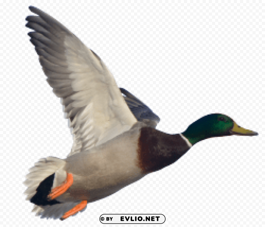 goose HighResolution PNG Isolated Artwork