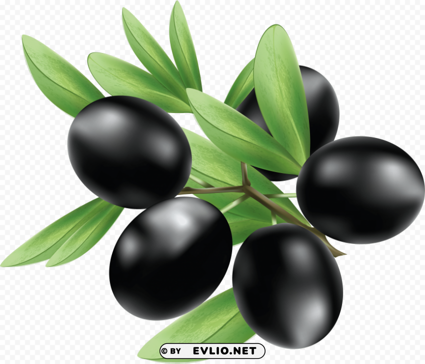 olives PNG files with clear background collection