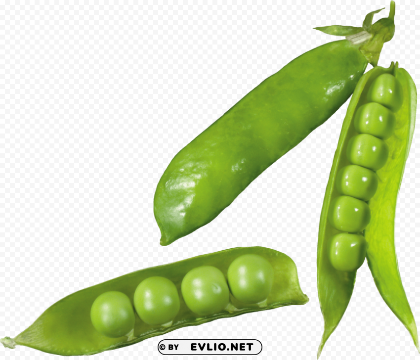 Pea PNG Graphic Isolated With Clear Background