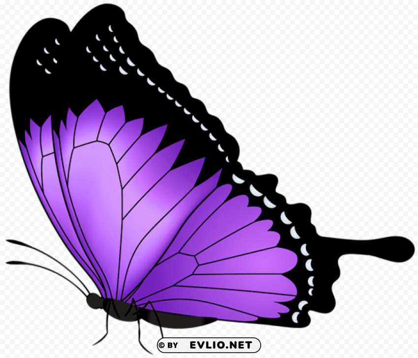 purple butterfly transparent PNG images with alpha background clipart png photo - 60255044