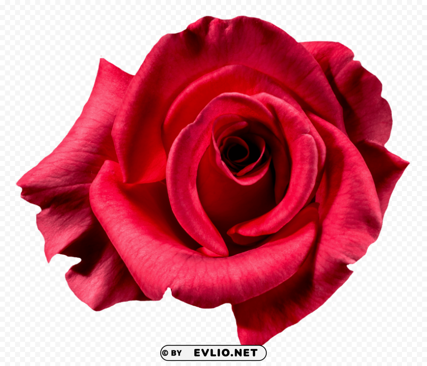 red rose flower top view PNG transparent graphics for projects