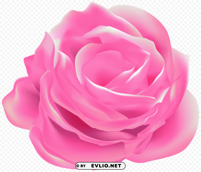 rose pink decorative Transparent PNG Isolated Element