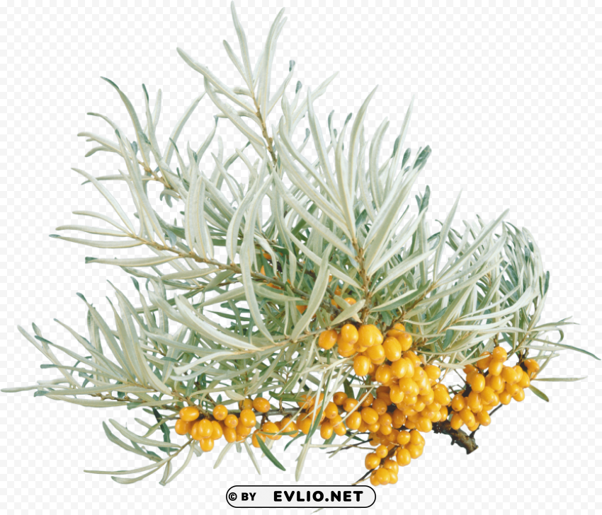 PNG image of sea buckthorn PNG image with no background with a clear background - Image ID aae39052