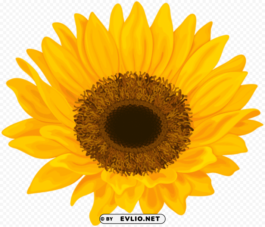 sunflower Transparent PNG images free download