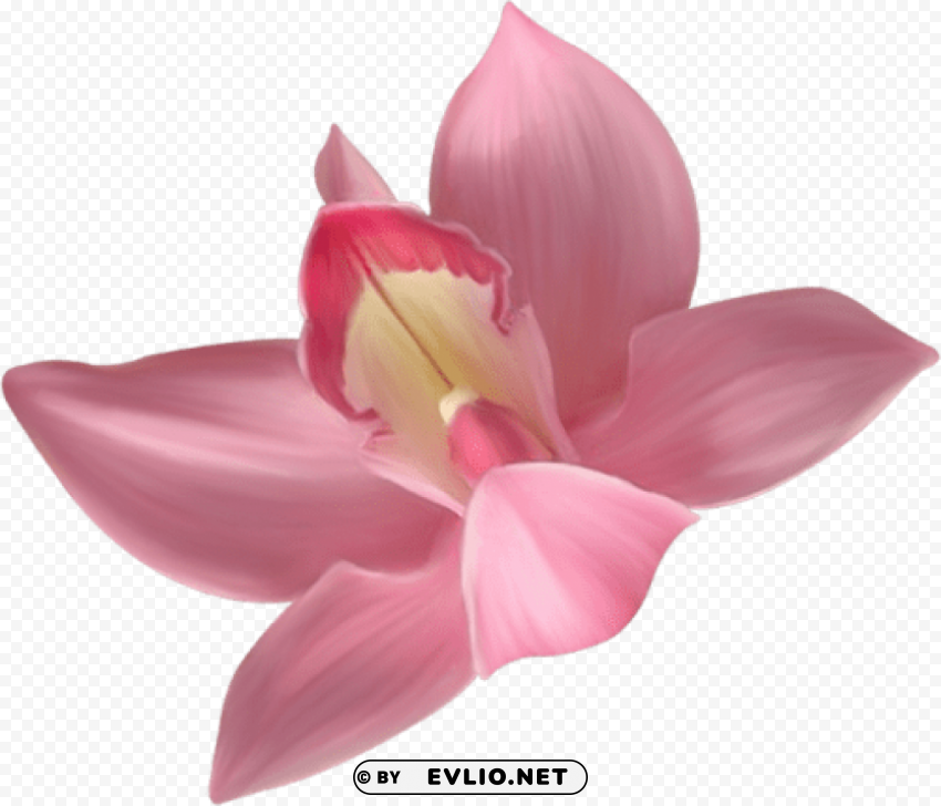  pink orchid PNG with Clear Isolation on Transparent Background