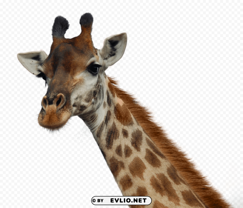 giraffe pic PNG graphics for free