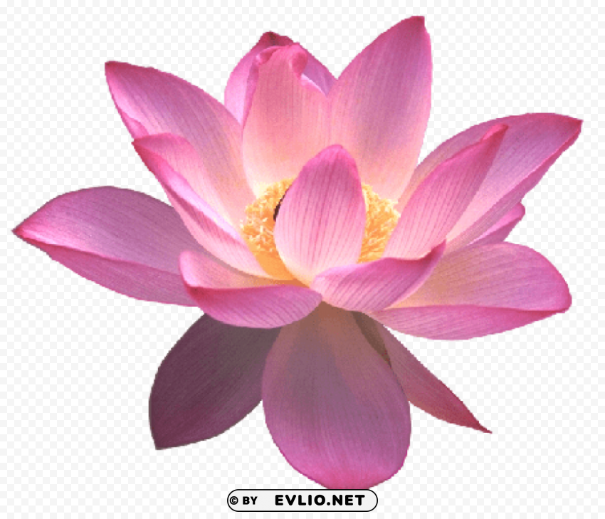 Lotus PNG Images For Printing