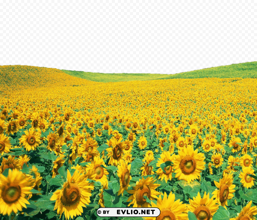 sunflowers PNG no background free