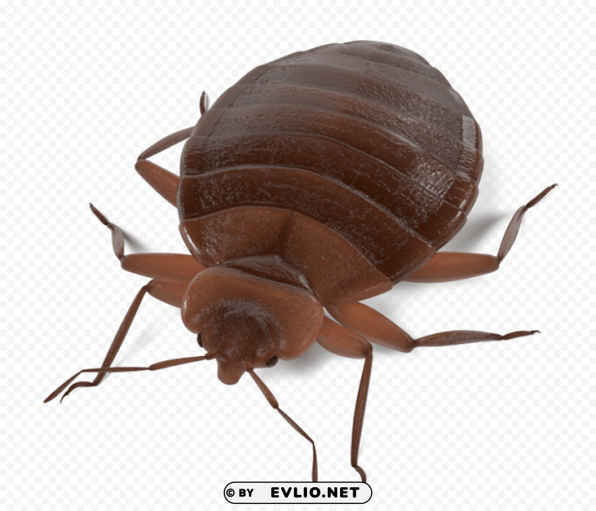 termite Free PNG images with alpha channel variety