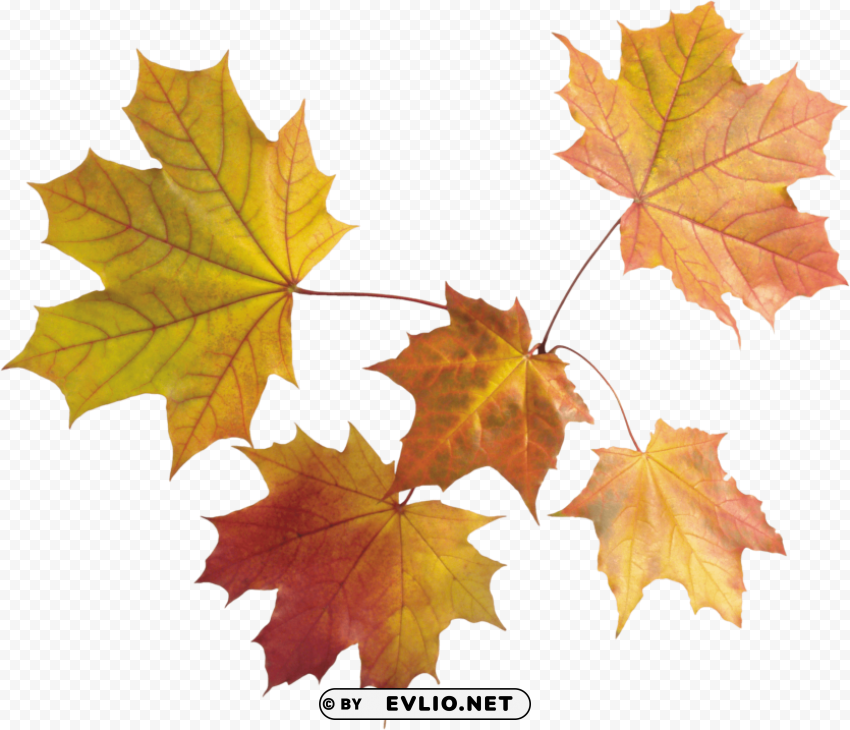 autumn leaf Isolated Item with Clear Background PNG