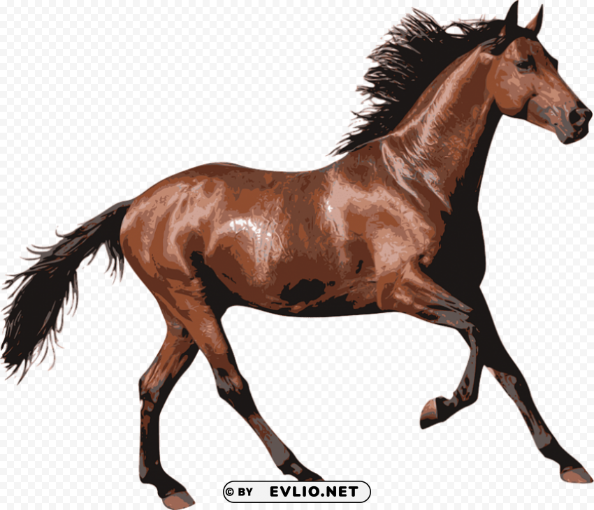 brown race horse Isolated PNG Image with Transparent Background