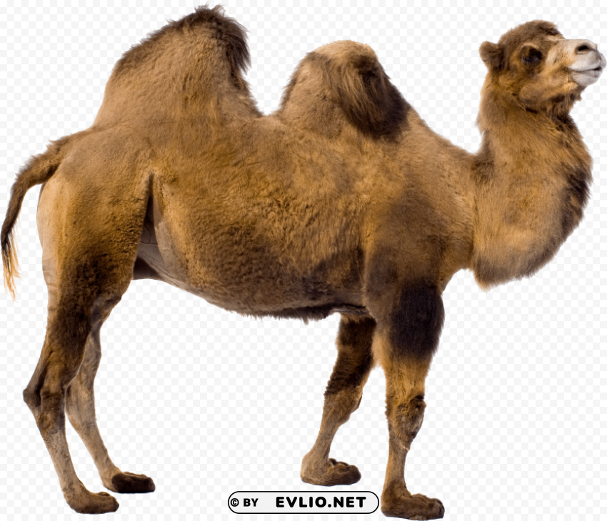 desert camel standing Isolated Subject on HighQuality PNG