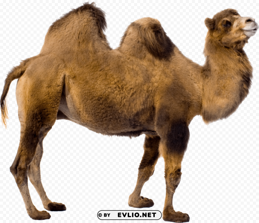 Desert Camel Standing Isolated Subject On HighQuality PNG