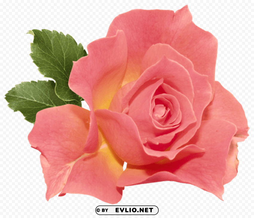 PNG image of orange rose PNG with isolated background with a clear background - Image ID 212be86f