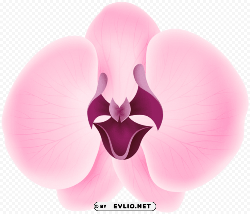 pink orchid transparent PNG with clear transparency