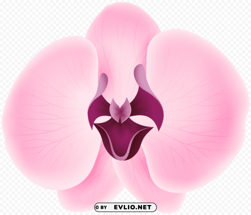 Pink Orchid Transparent PNG With Clear Transparency