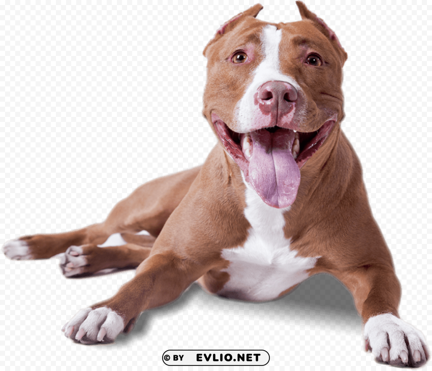 pitbull lying down PNG download free png images background - Image ID 0c8056a0