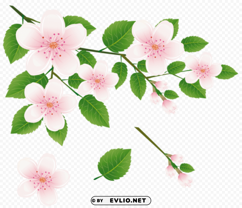 spring tree branch with flowerspicture PNG Image Isolated with Transparent Clarity