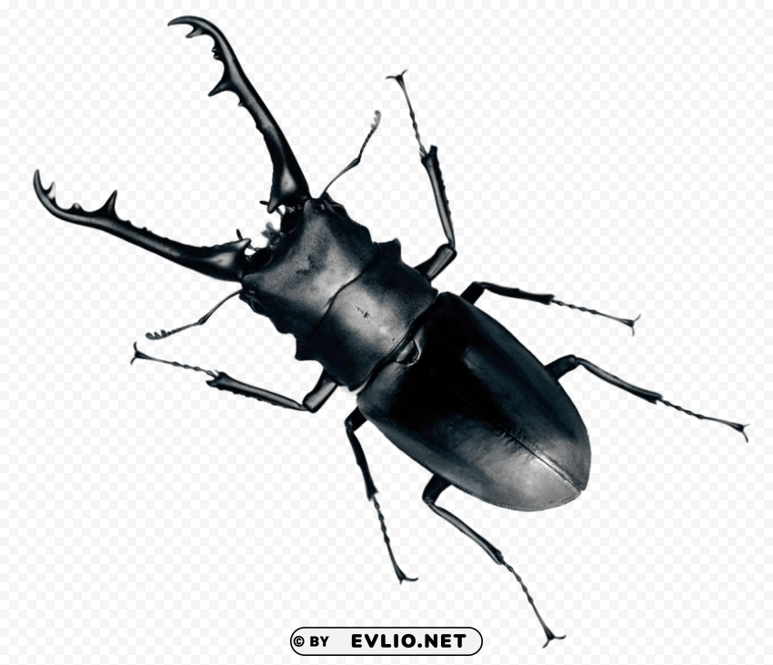 beetle bug HighQuality Transparent PNG Isolation