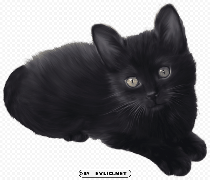 black kitten PNG Graphic with Clear Isolation