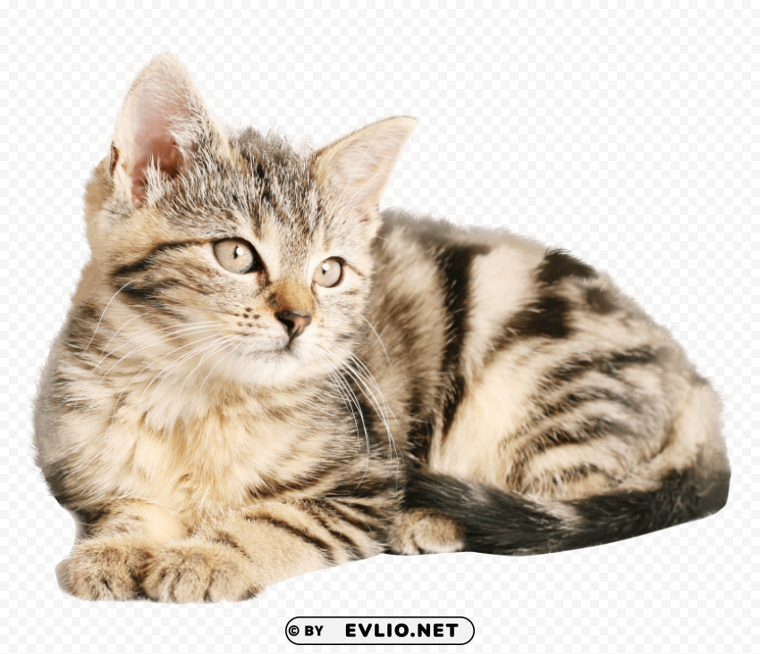 Cat Clear PNG Image