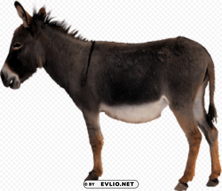 donkey PNG Graphic Isolated with Clear Background