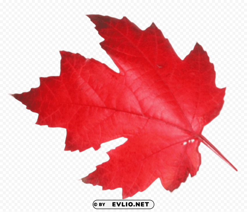 PNG image of maple leaf PNG art with a clear background - Image ID d611dec8