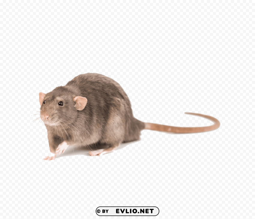 mouse photo Clear Background PNG Isolated Subject