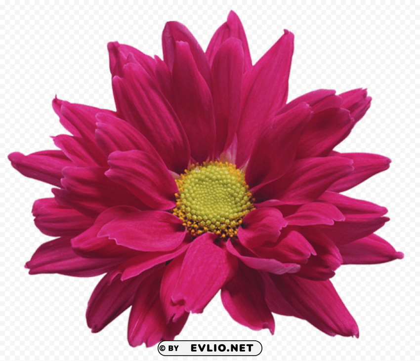 pink chrysanthemum flower PNG Image Isolated with Transparent Clarity