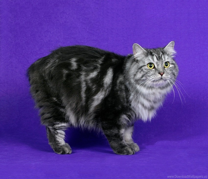 cat cymric cat furry striped wallpaper Transparent background PNG stock