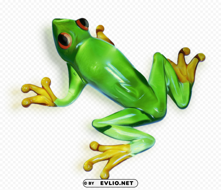 frog Isolated Graphic on HighQuality PNG