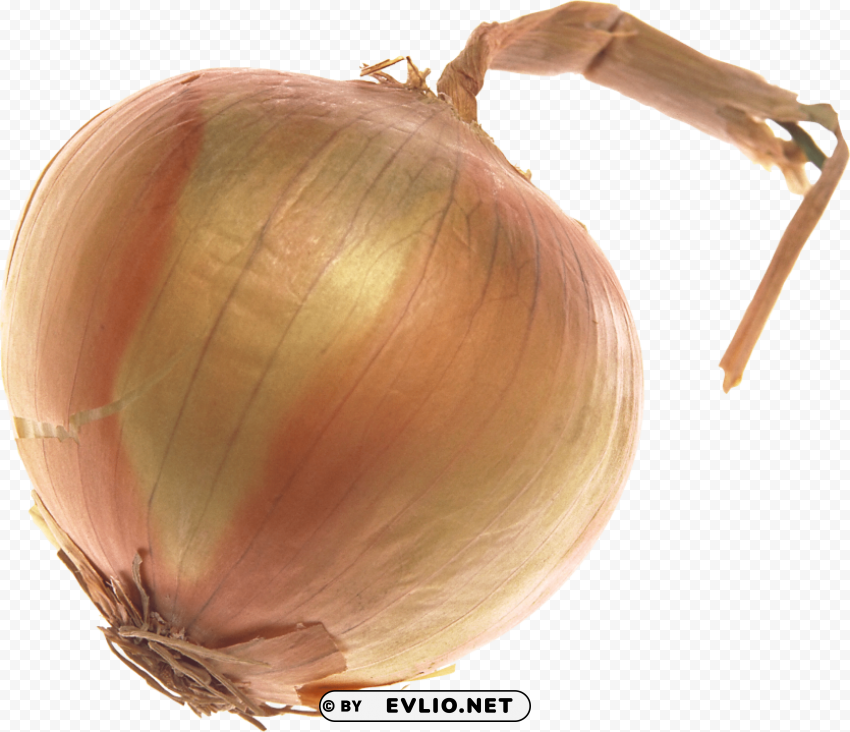 onion Transparent Background PNG Isolated Pattern