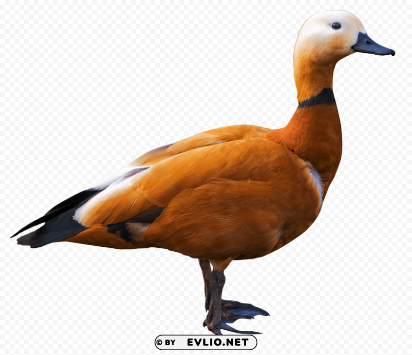 Shelduck PNG photo with transparency