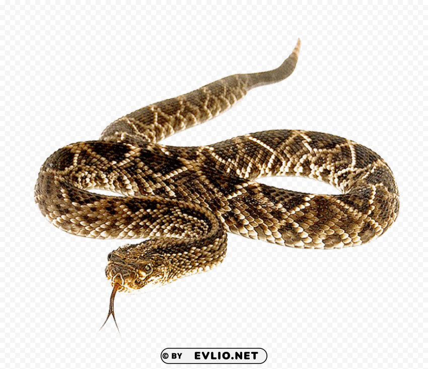 snake PNG for mobile apps