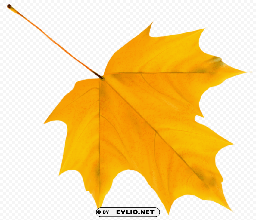 yellow autumn leaf Isolated Subject in HighQuality Transparent PNG