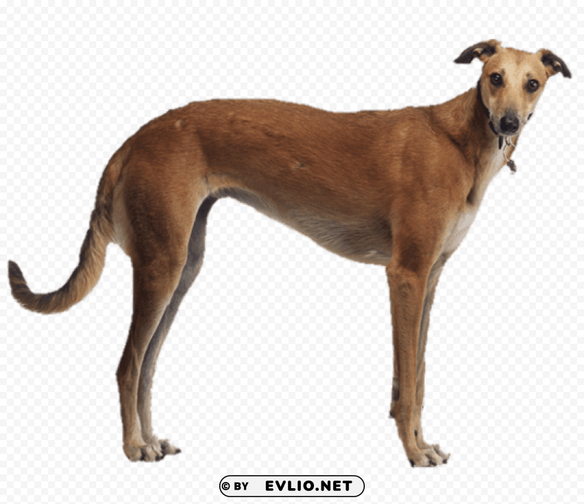 brown greyhound side view Isolated Item on Clear Transparent PNG