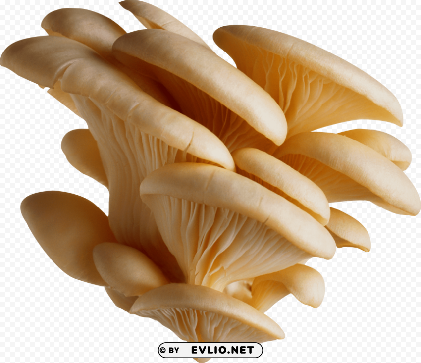 clean tree mushrooms Free PNG images with alpha transparency comprehensive compilation