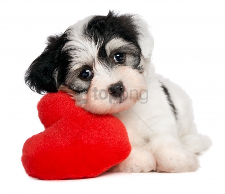 Dog Heart White Background Wallpaper PNG Image With Clear Isolated Object