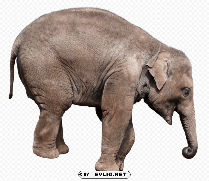 elephant PNG pictures with no background required png images background - Image ID b70e5448