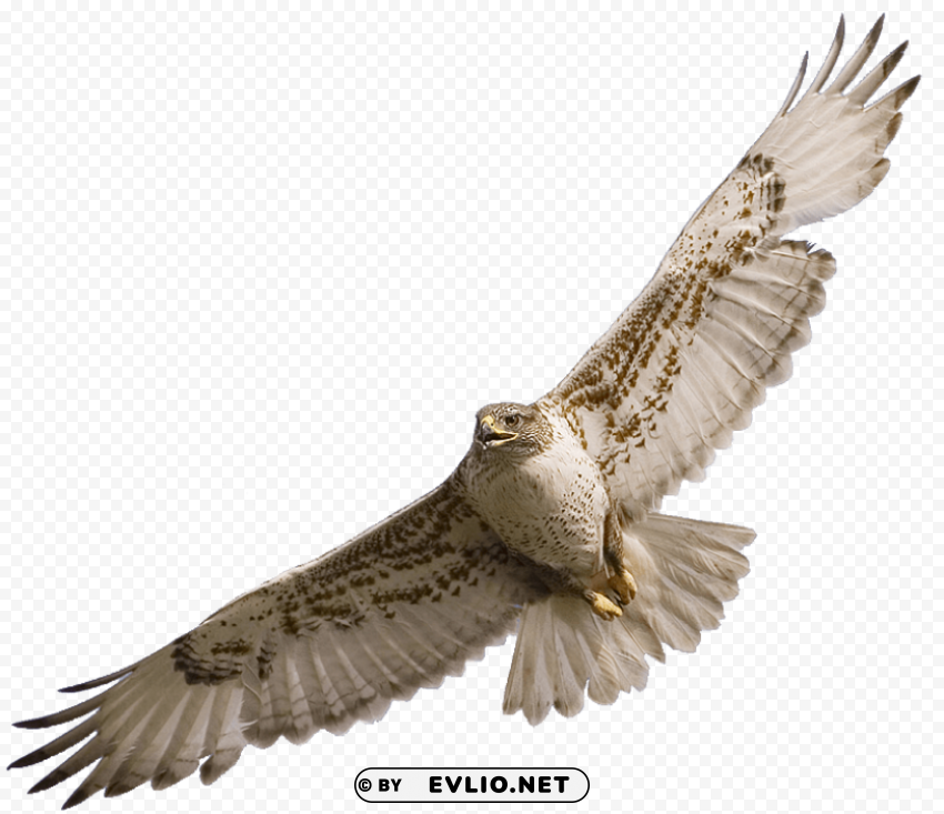 falcon PNG transparent photos comprehensive compilation