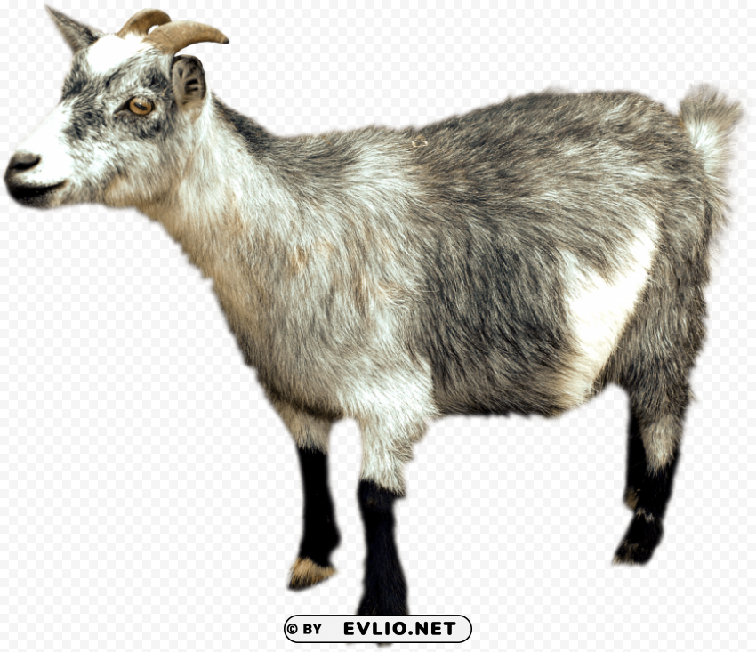 goat High-resolution transparent PNG images