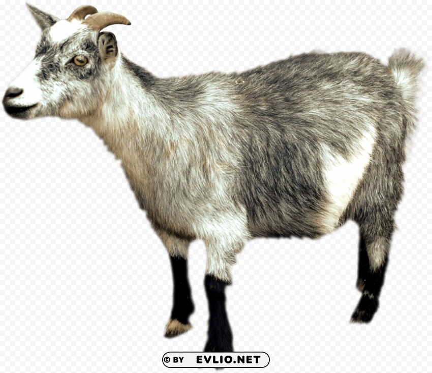 goat sideview Isolated Item on Transparent PNG