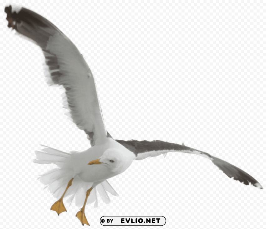 gull PNG with clear overlay