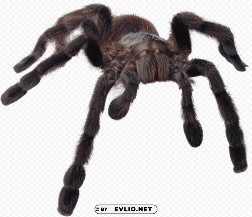 huge spider Isolated Icon with Clear Background PNG