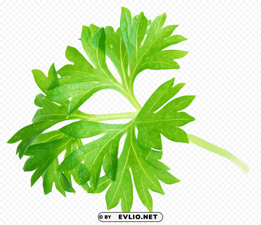 parsley leaf Isolated Graphic in Transparent PNG Format