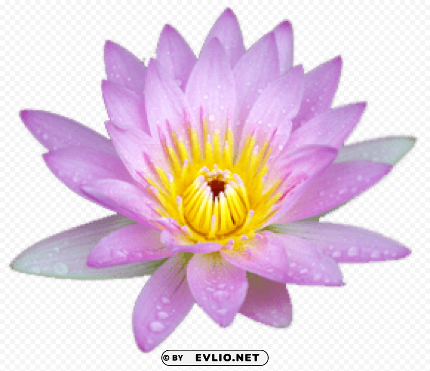 small pink lotus PNG Image Isolated on Clear Backdrop