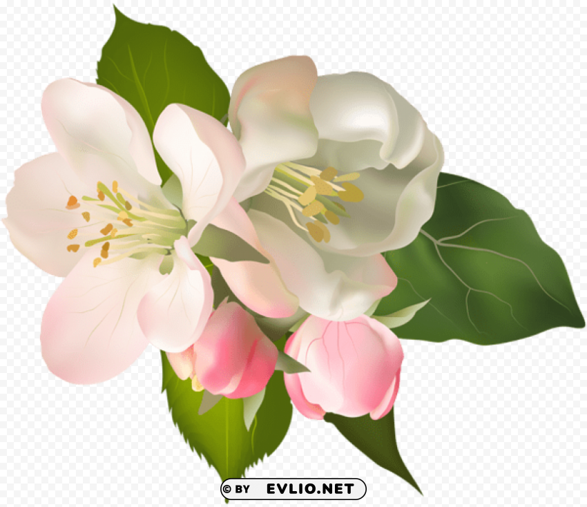 blossom spring fower PNG images with transparent canvas compilation